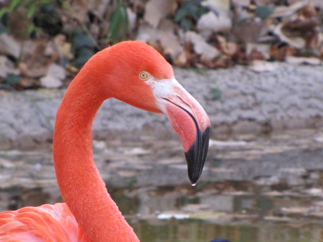 ABQ BioPark Zoo